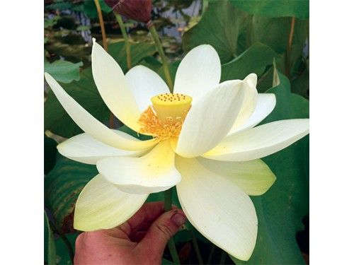 Nelumbo nucifera 'Flavescens', Fiore di Loto, colore CREMA - cesto 30 cm