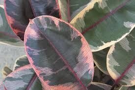 Ficus elastica 'Belize' - vaso Ø12 cm