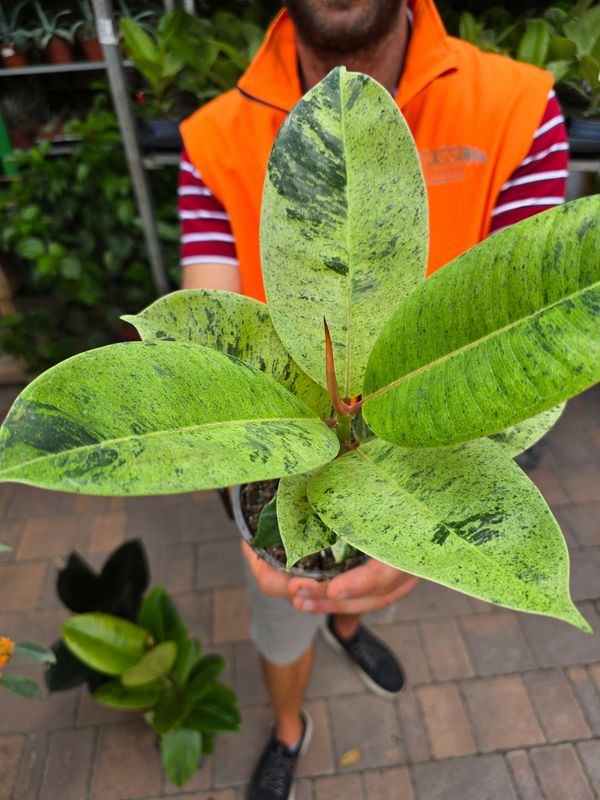 Ficus Shivereana Variegata - vaso Ø12 cm