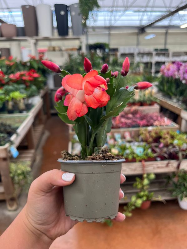 Schlumbergera Olivia Dark Orange Lingua di suocera, Natalina - vaso Ø9 cm