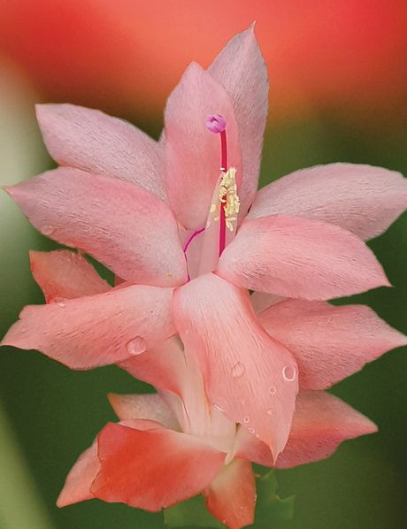 Schlumbergera Freya Light Orange Lingua di suocera, Natalina - vaso Ø9 cm