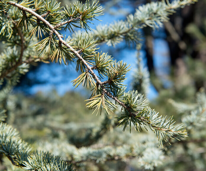 Cedrus Deodara, Cedro dell'Himalaya - vaso Ø38 cm, h 150-160 cm
