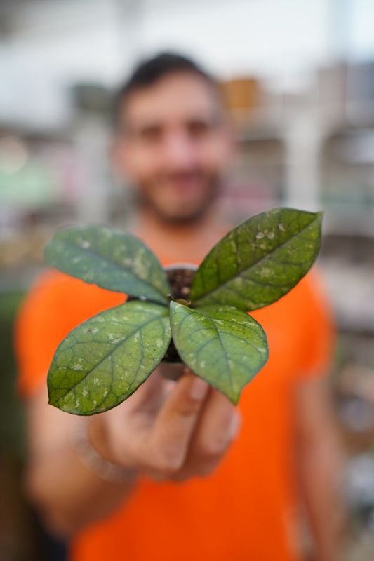 Hoya callistophylla sabah - vaso Ø6 cm