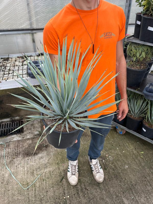 Yucca Rostrata - vaso Ø21 cm