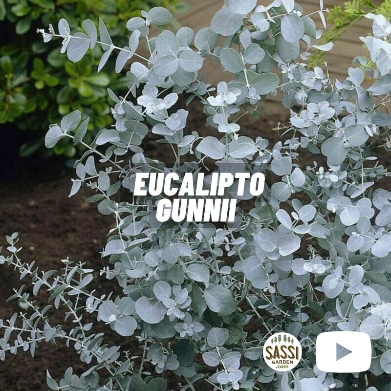 Eucalyptus cinerea, Eucalipto Silver Dollar, Eucalyptus argentato - vaso Ø14 cm