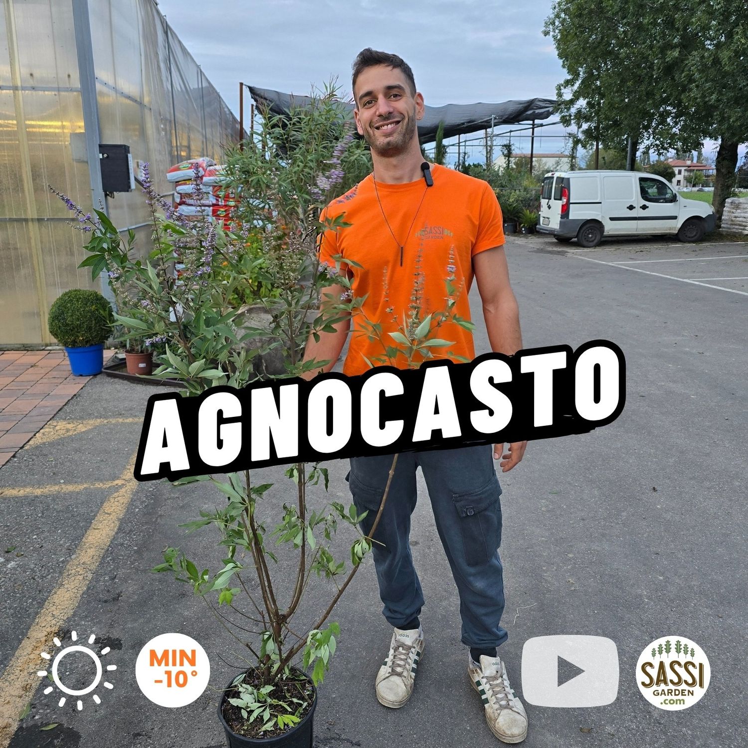 Agnocasto, Vitex agnus-castus - vaso Ø26 cm Agnocasto, Vitex agnus-castus - vaso Ø26 cm