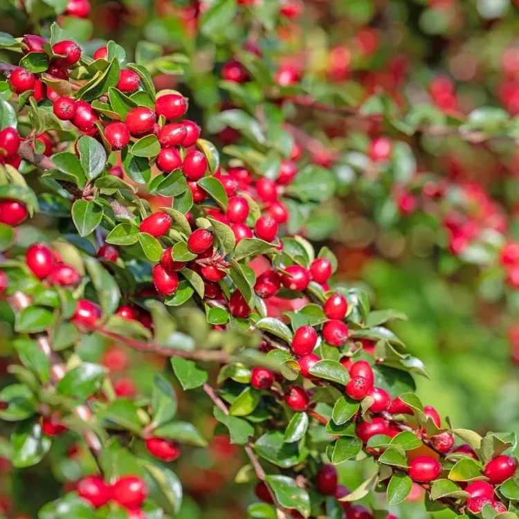 Cotoneaster horizontalis, orizzontale - vaso Ø18 cm