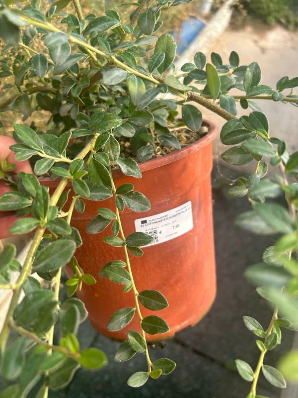 Cotoneaster horizontalis, orizzontale - vaso Ø18 cm