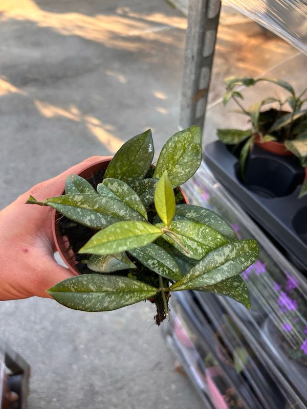 Hoya crassipetiolata 'Splash' - vaso Ø10 cm