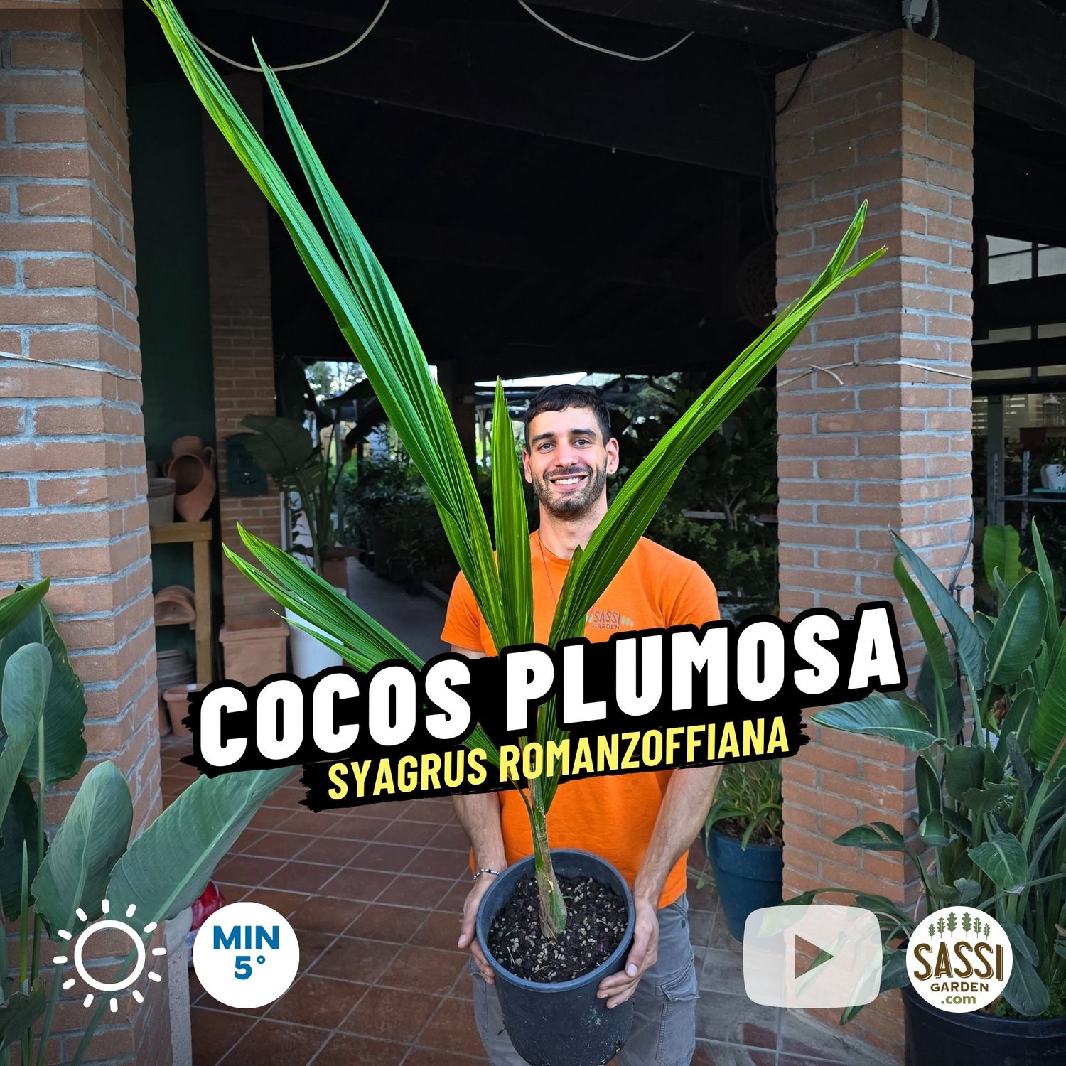 Cocos Plumosa, Palma Regina, Syagrus romanzoffiana, Arecastrum - vaso Ø22 cm, h 110 cm Cocos Plumosa, Palma Regina, Syagrus romanzoffiana, Arecastrum - vaso Ø22 cm, h 110 cm