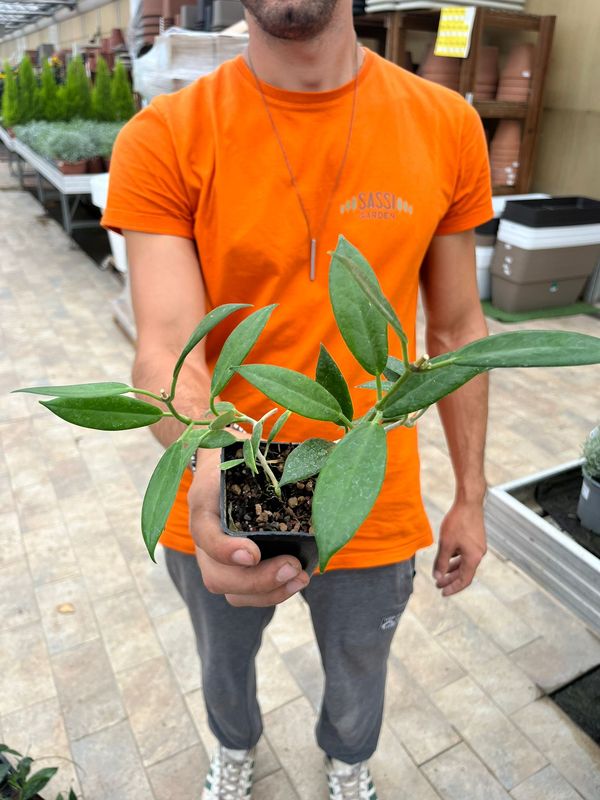 Hoya australis ssp. rupicola, Fiore di cera - vaso 7x7 cm