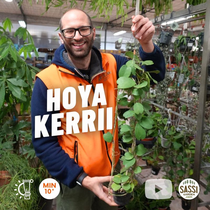 Hoya kerrii, esemplare h 70/80  - vaso Ø12 cm Pianta del cuore