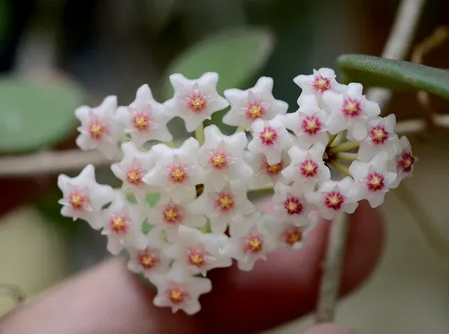 Hoya nummularioides, Fiore di cera - vaso Ø6 Hoya nummularioides, Fiore di cera - vaso Ø6