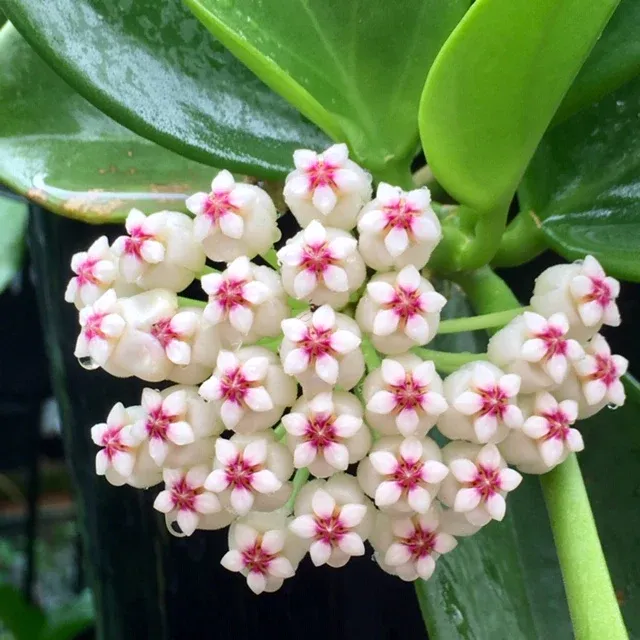 Hoya subquintuplinervis ex Pachyclada, Fiore di Cera - vaso Ø12 cm Hoya subquintuplinervis ex Pachyclada, Fiore di Cera - vaso Ø12 cm