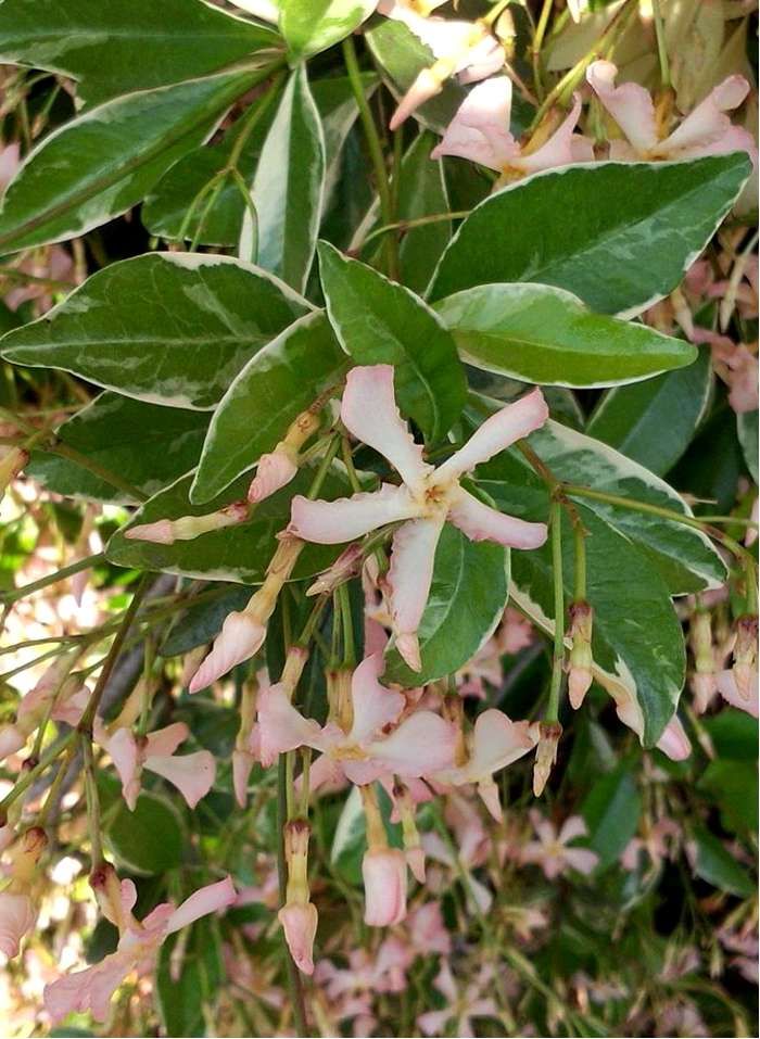 Trachelospermum jasminoides 'Star of Milano', Falso gelsomino variegato, Stella di Milano, Gelsomino di Milano - vaso Ø13 cm alto, h 50-60 cm fuori vaso