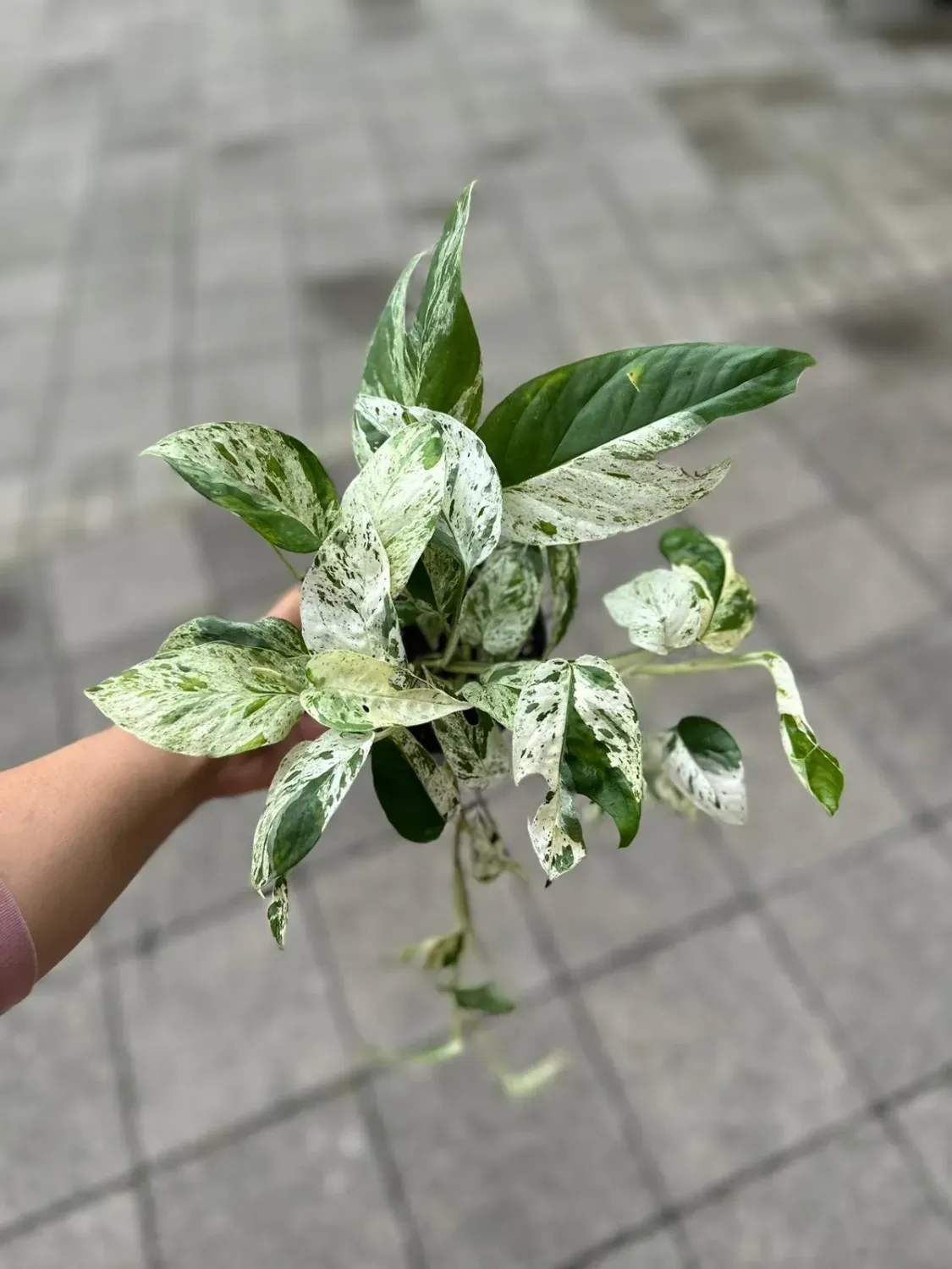 6 inch snake plant BubbleBlooms Variegated Whale Fin Snake Plant in a 6 inch Pot Sansevie –  Florida House Plants main image 0