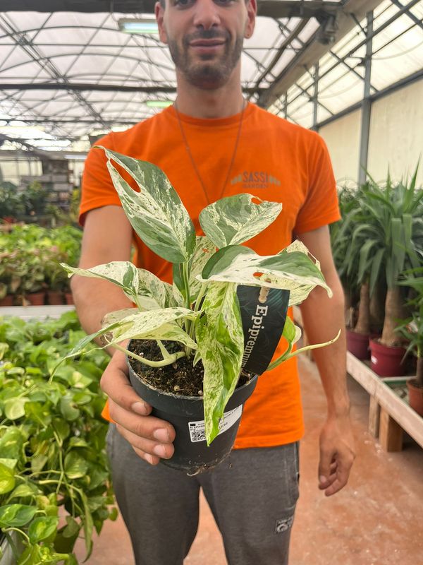 Epipremnum pinnatum 'Marble King', Potos, Pothos, Photus - vaso Ø12cm