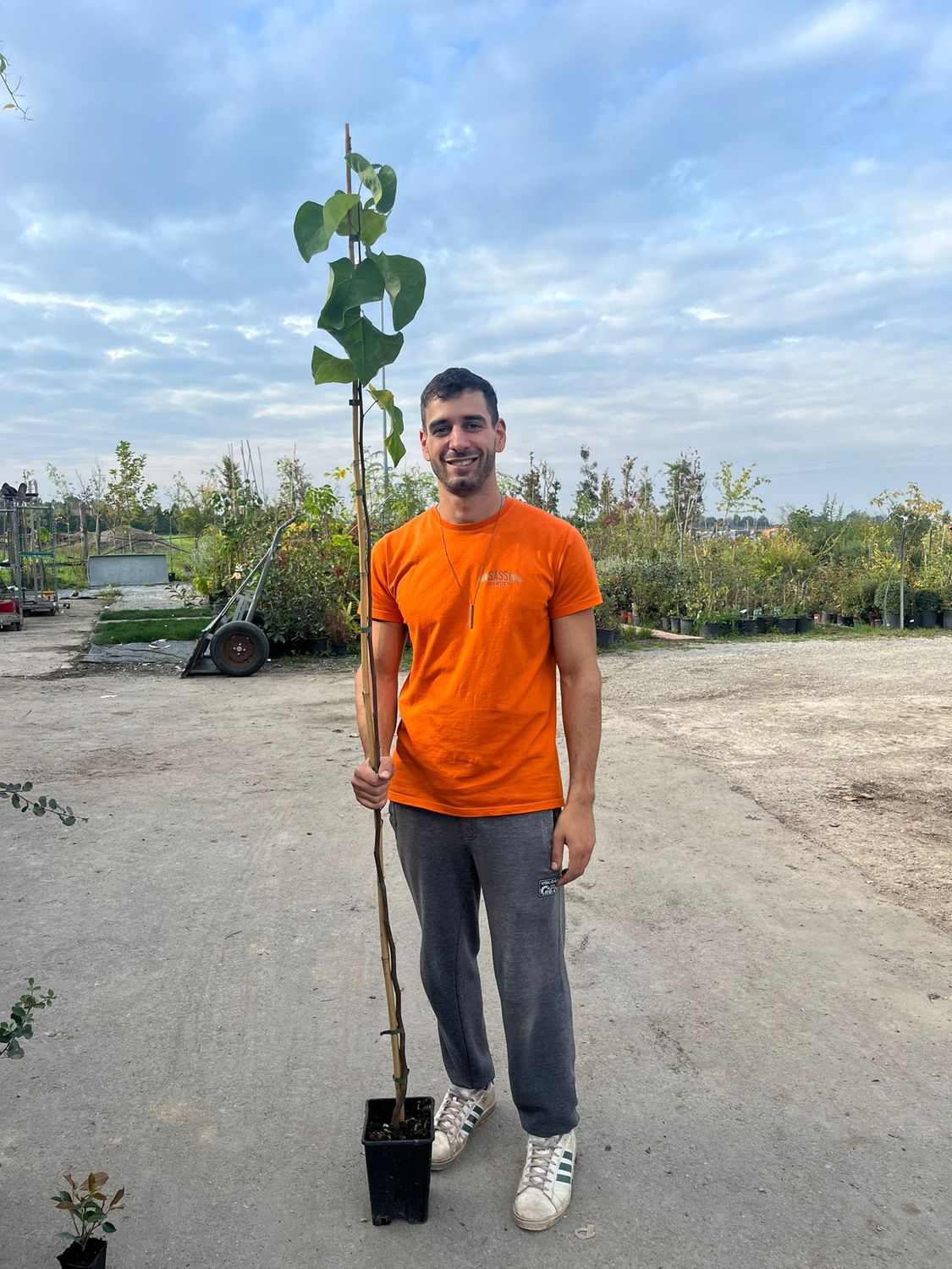 Cercis Canadensis, Albero di Giuda, astone - 15x15x20 cm, h 180 cm
