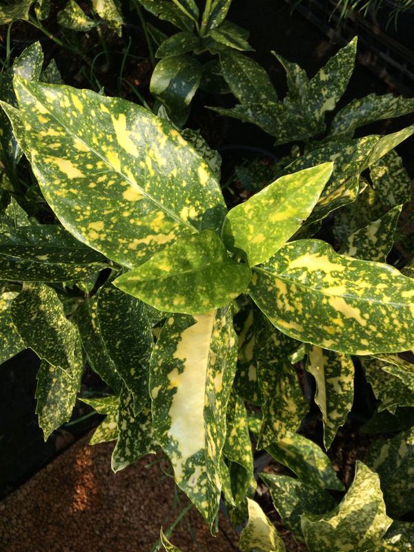 Aucuba japonica 'Crotonifolia' - vaso Ø18 cm