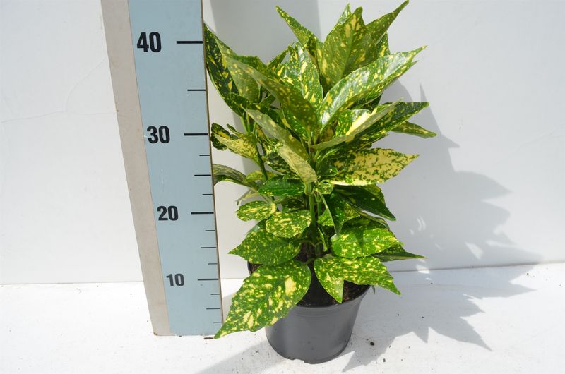 Aucuba japonica 'Crotonifolia' - vaso Ø18 cm