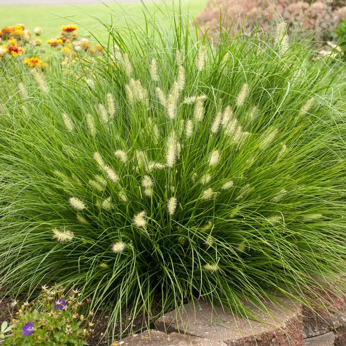 Pennisetum alopecuroides ' Little Bunny ' - vaso 17 Pennisetum alopecuroides ' Little Bunny ' - vaso 17