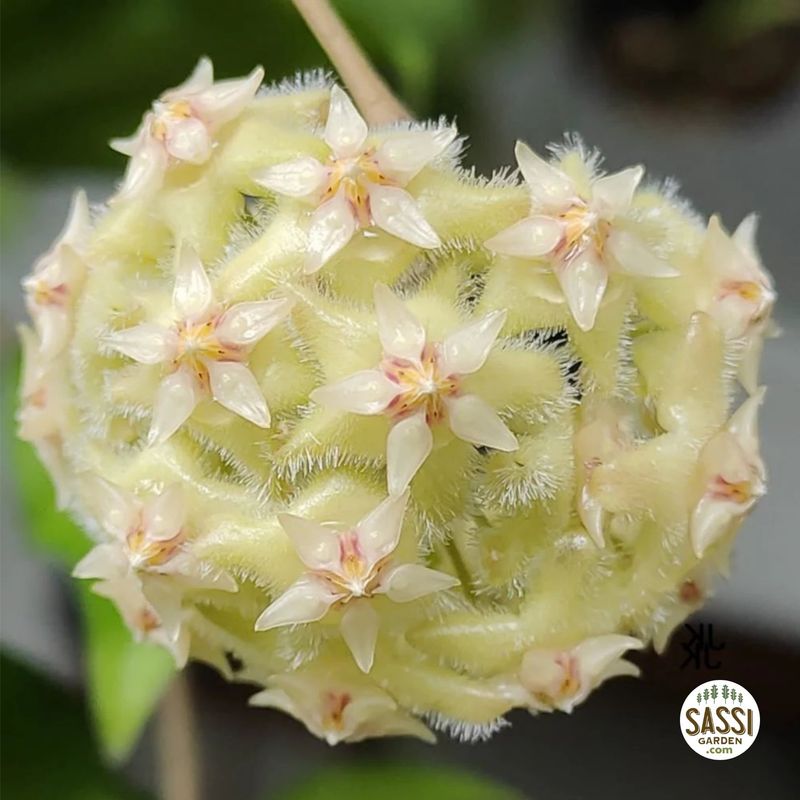 Hoya erythrina, eritrina - vaso Ø9 cm