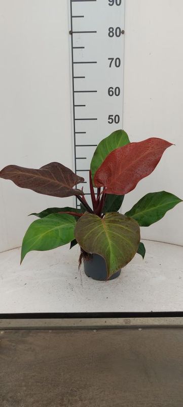 Philodendron 'Red Sun', Filodendro - vaso Ø17 cm
