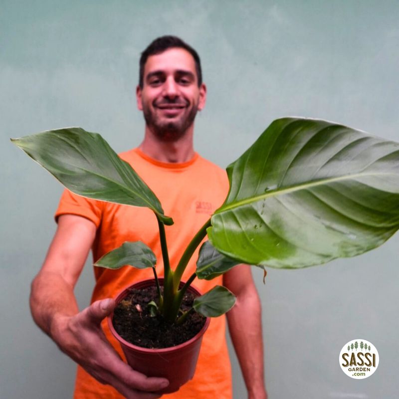 Strelitzia nicolai, Strelizia, Uccello del paradiso gigante, Falso Banano - vaso Ø12 cm, h 30-40 cm