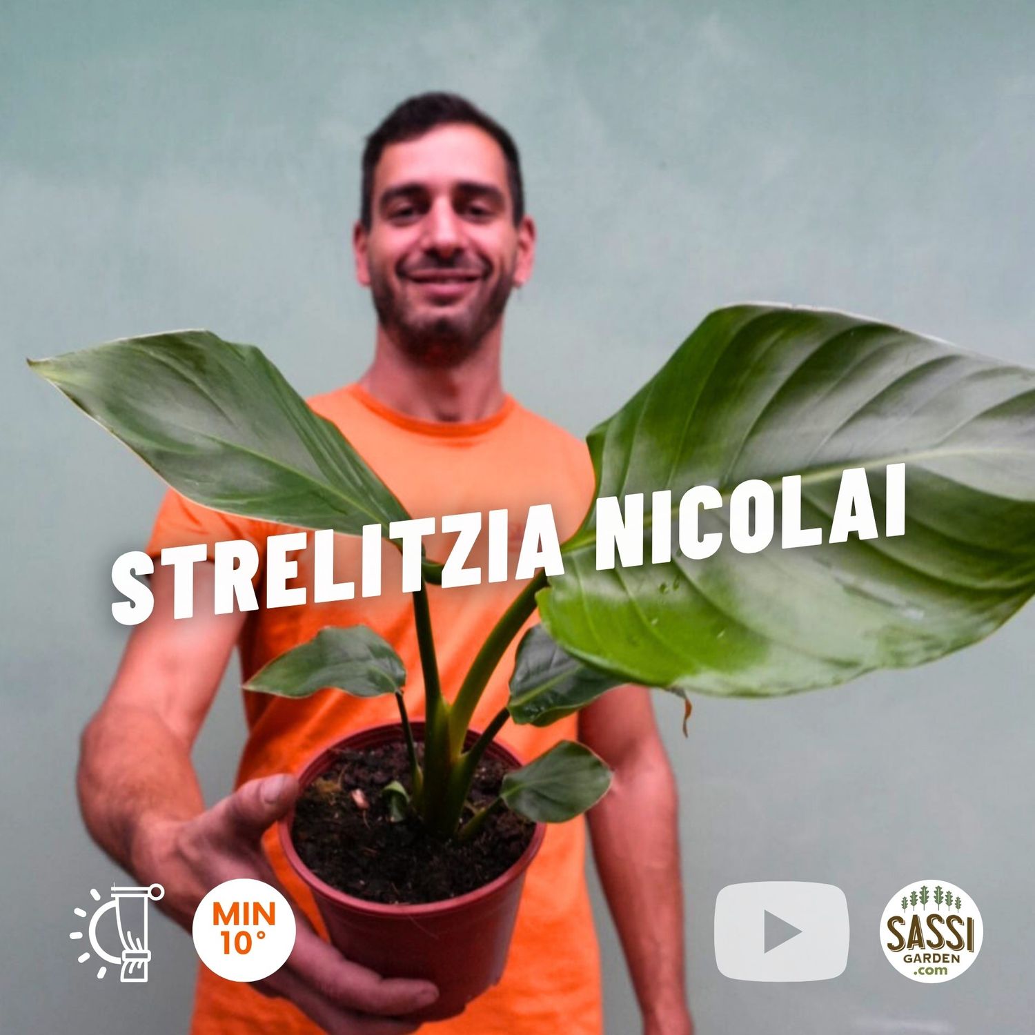 Strelitzia nicolai, Strelizia, Uccello del paradiso gigante, Falso Banano - vaso Ø14 cm, h 30-40 cm