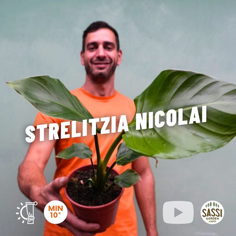 Strelitzia nicolai, Strelizia, Uccello del paradiso gigante, Falso Banano - vaso Ø14 cm, h 30-40 cm