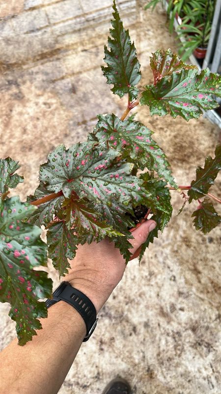 Begonia serratipetala - vaso Ø12 cm