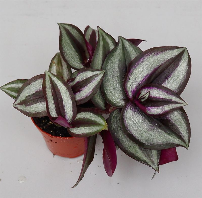 Tradescantia Zebrina Violet, Erba miseria, Tradescanzia - vaso Ø8.5 cm