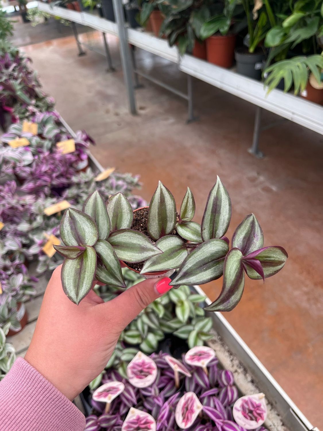Tradescantia Zebrina Violet, Erba miseria, Tradescanzia - vaso Ø8.5  cm