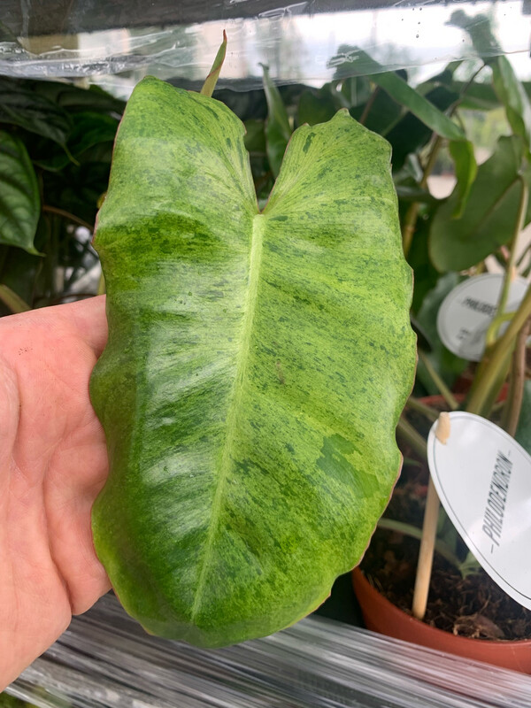 Philodendron 'Paraiso Verde', Filodendro - vaso Ø17 cm