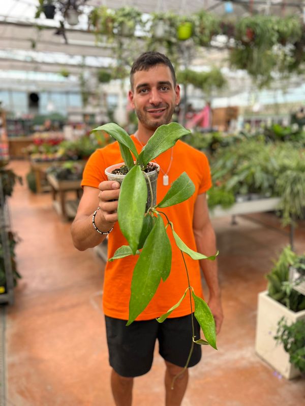 Hoya arnottiana - vaso Ø12 cm