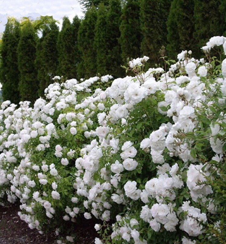 Rosa Rose, Paesaggistiche, Rosa 'Sea Foam' - Vaso Ø18 cm