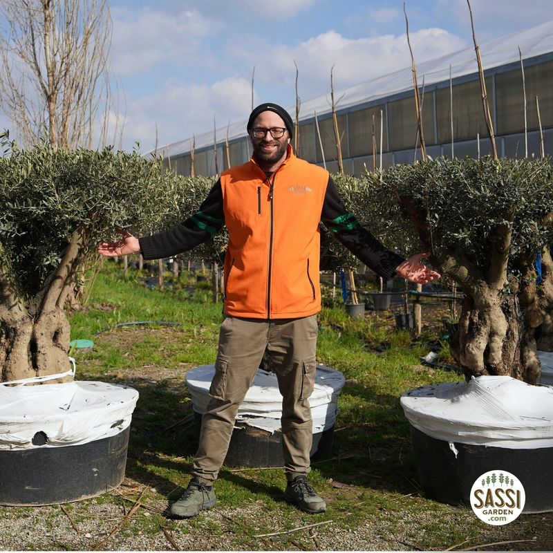 Ulivo secolare Tortuga, Olivo, Olea europaea - vaso 240 litri Olivo Arbequina