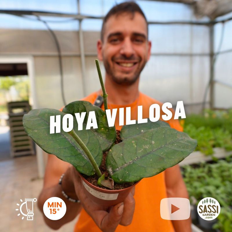 Hoya villosa, Hoya Pelosa - vaso Ø9 cm