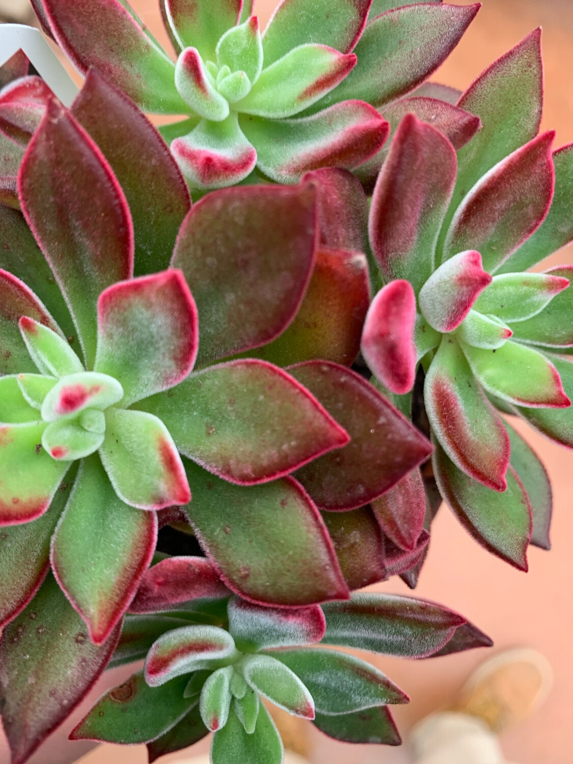 Echeveria spp Pulvinata Devotion - vaso Ø10 cm Echeveria spp Pulvinata Devotion - vaso Ø10 cm