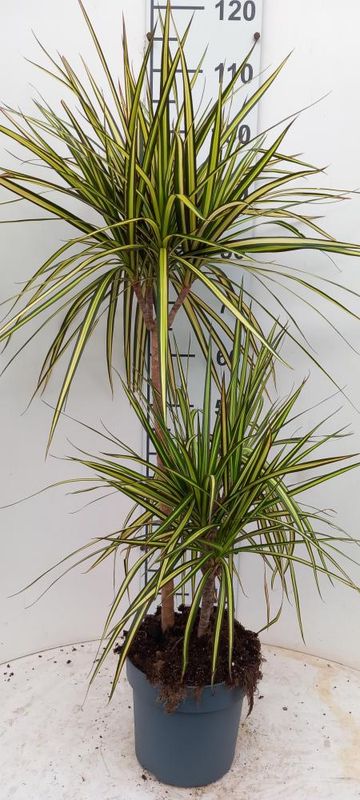 Dracena marginata 'Sunray', Dracaena - vaso Ø21 cm 3 tronchi