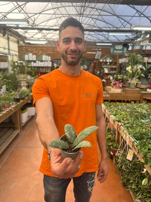 Hoya Sigillatis 'Round Leaf' - vaso Ø6 cm