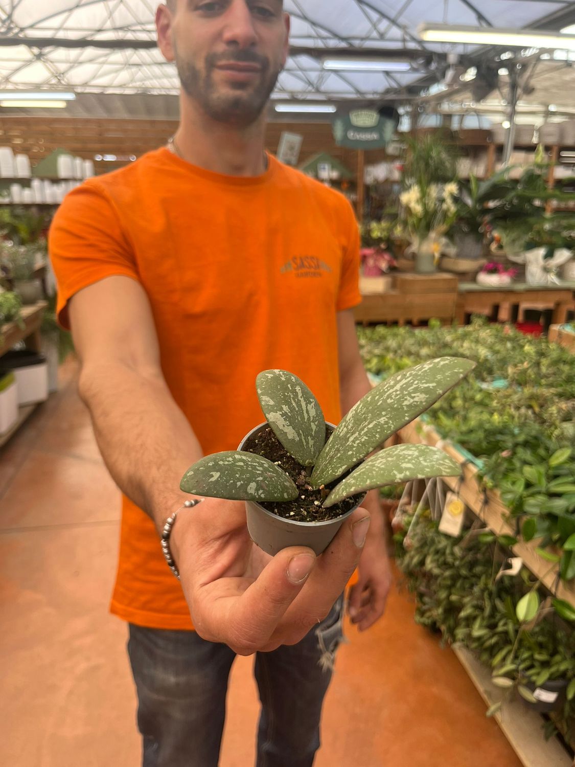 Hoya Sigillatis 'Round Leaf' - vaso Ø6 cm Hoya Sigillatis 'Round Leaf' - vaso Ø6 cm