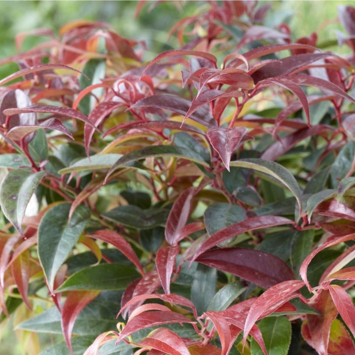 Leucothoe keiskei 'Royal Ruby' - vaso Ø24 cm Leucothoe keiskei 'Royal Ruby' - vaso Ø24 cm