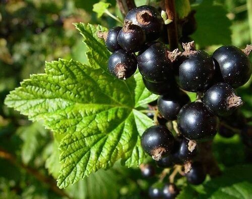 Ribes nero 'Noir de Bourgogne' - Ribes nigrum 'Noir de Bourgogne' - vaso Ø18 cm