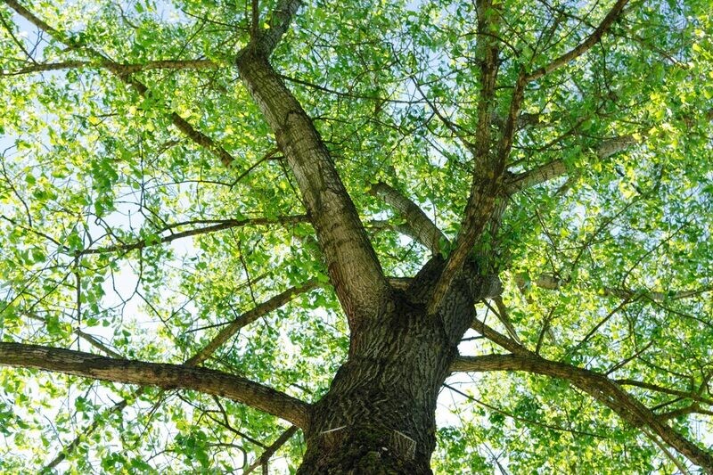 MRPF Tilia tomentosa, Tiglio argentato - ALBERO IN VASO ALTO> 1,5 m