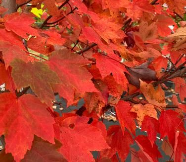 Acero Rosso, Acer rubrum 'October Glory' - vaso Ø24 cm, h 150-160 cm