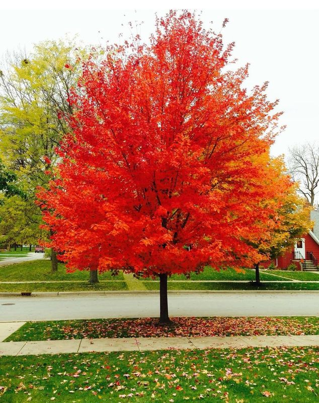 Acero Rosso, Acer rubrum 'Red Sunset' - vaso Ø18 cm, h 40 mnt