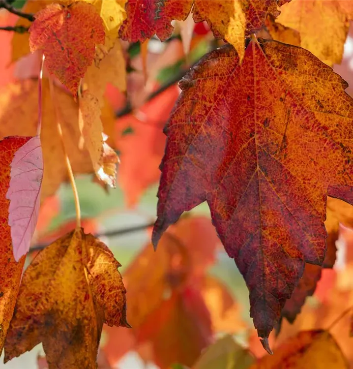 Acero Rosso, Acer rubrum 'Red Sunset' - vaso Ø18 cm, h 40 mnt