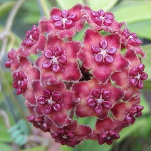Hoya excavata - vaso Ø7 cm Hoya excavata - vaso Ø7 cm