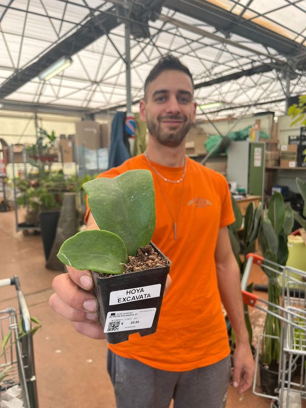 Hoya excavata - vaso Ø7 cm